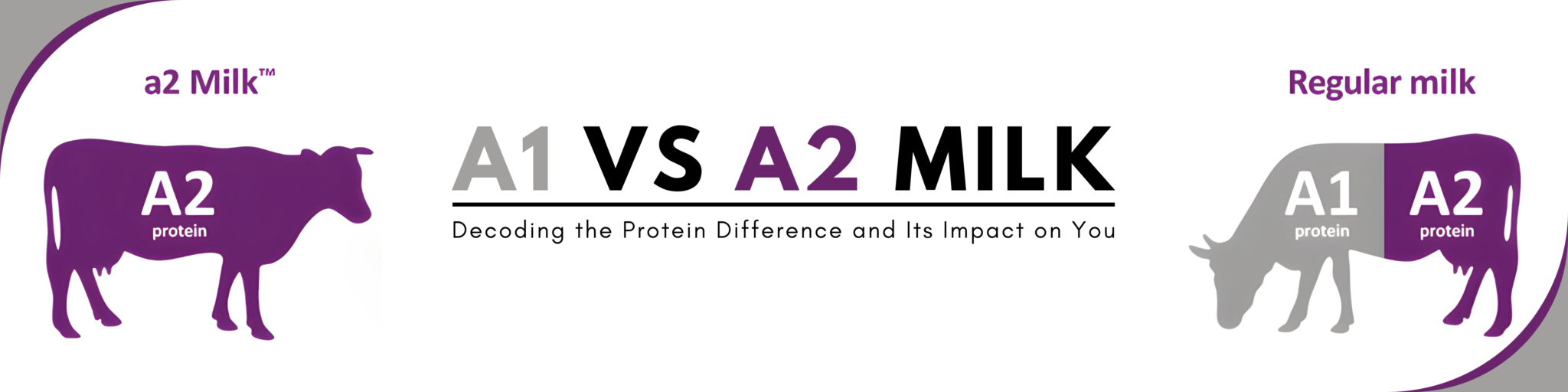 A1 vs. A2 Milk: Decoding the Protein Difference and Its Impact on You ...